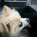 파티앤 캣 이미지