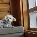 바다소리별채 이미지