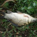 남한강낚시 이미지