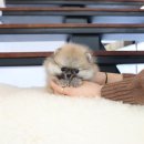 착한애견분양(원주점) 이미지