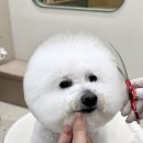 하이벨몽 이미지