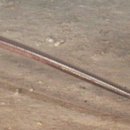 오리와 장어 이미지