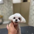개털깎는마리오 네이버블로그