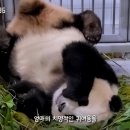 먹개비 이미지
