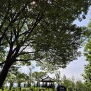 한강시민공원(한강둔치꽃단지) | 구리한강 시민공원(한강둔치꽃단지)