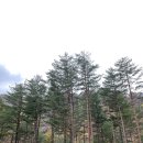 [캠핑] 강릉 바람부리별밤 캠핑장 방문 후기