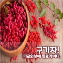 구기자의 피로 회복 이미지