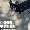 와와동물병원 | 대구24시동물병원 황금동물의료센터 와와 대구강아지건강검진 후기