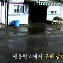 고마워, 강아지 이미지
