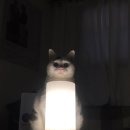 라마네의식주 네이버블로그