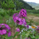 여름꽃농장 이미지