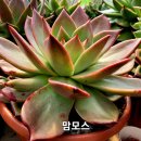 맘모스 이미지