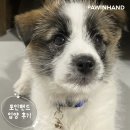 1867 | [❤️입양후기❤️] 1867.토리 🐶