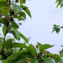 써미트세탁 이미지