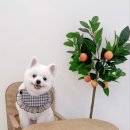 송댕송댕 이미지