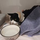 안산동물병원 이미지