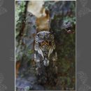 [가슴이 따뜻해지는 詩] 황규관 시인의 '매미가 운다' 이미지