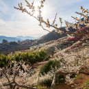 하늘농원1호 | 매화명소 전남 광양 매화마을 여행 광양매화축제