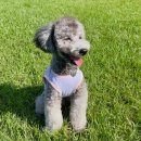 댕그리 | 강아지와 가기 좋은 김포애견카페 댕그린 후기