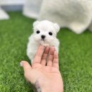 반려동물과의 평생 인연, 일산강아지분양 &#34;유앤미펫 강아지분양 고양이분양 일산점&#34;