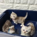 르샤보떼 이미지