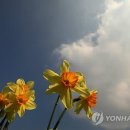 수선화 - 부산진구 연수로 15 | 수선화