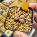 오공농장 이미지