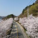 용담면 벚꽃길 이미지