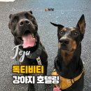 바미애견유치원 | 제주 '독티비티' 강아지 호텔링, 24시간 전문 트레이너 상주, 대형견 호텔링