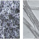 소나무병원 이미지