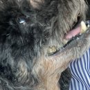 지동범 동물 안과 치과병원 이미지