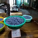 홍천애플비발디파크 이미지