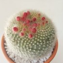 천리농원 이미지