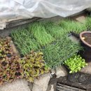 조종농약사 이미지