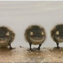 보송보송 이미지