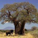 바오밥나무기타 이미지