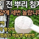 고추모종 심는 방법! 뿌리 발근제 붕소 칼슘 미생물 모종 침지 이미지