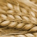 콩보리네 이미지