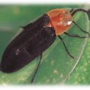 반딧불이의 기억 이미지