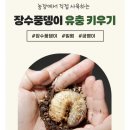 장수어린이집 | 장수풍뎅이 애벌레 곤충키우기 5살남자아이 곤충분양 두마리 한 후기