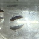 루다렙타일