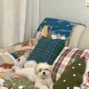 주인아 미용하고가 | 운정 애견미용 다율동 애견미용 '행복카댕' : 말티푸 스포팅 후기