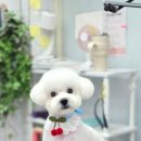 강실장펫살롱 이미지