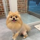 그루밍폼폼 네이버블로그