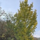 산뜨락힐링펜션 | 포항독채펜션 산뜨락힐링펜션 고요한 행복을 찾다