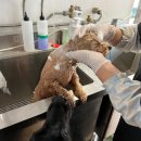 원애견샵 이미지