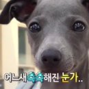 참 이미지