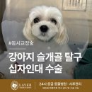 동현24시동물병원 | 광주24시동물병원 강아지 슬개골탈구 수술, 십자인대까지 하게된 이유