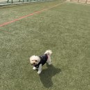 황산 | 양산 물금기찻길 애견동반 식당 후기 + 황산공원 강아지 산책