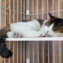 카페아리 이미지